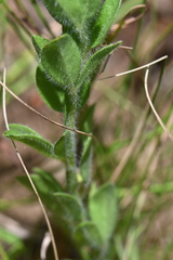 Leobordea