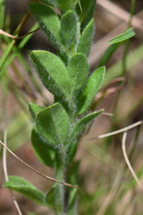 Leobordea