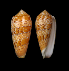 Conus dusaveli