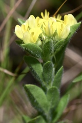 Leobordea