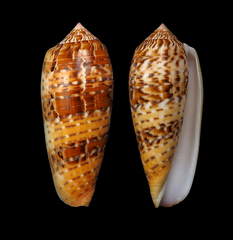 Conus dusaveli