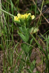 Leobordea