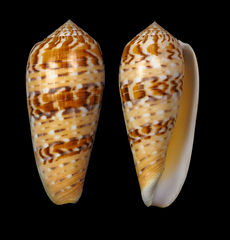 Conus dusaveli