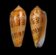 Conus dusaveli