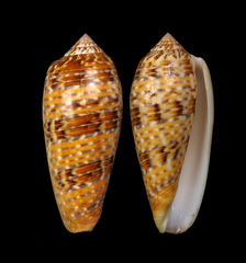 Conus dusaveli
