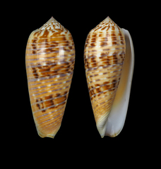 Conus dusaveli