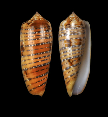 Conus dusaveli