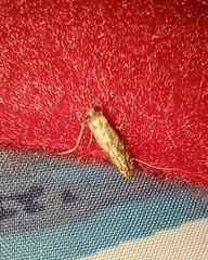 Blastobasis adustella