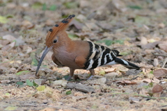 Upupa epops longirostris