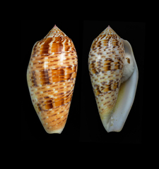 Conus dusaveli