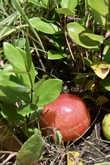 Eugenia albanensis