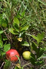 Eugenia albanensis