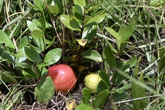 Eugenia albanensis
