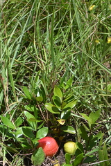 Eugenia albanensis