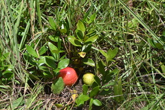 Eugenia albanensis