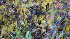 Trichoglossum