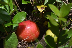 Eugenia albanensis