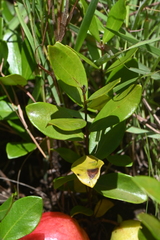 Eugenia albanensis
