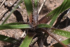 Aloe minima