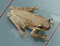 Squirrel Treefrog photo 3
