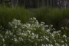Cardamine amara