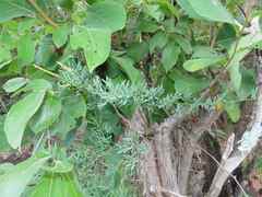 Asparagus aggregatus