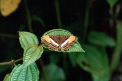 Adelpha cytherea