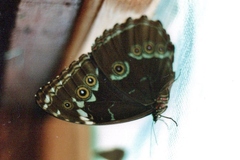Morpho achilles