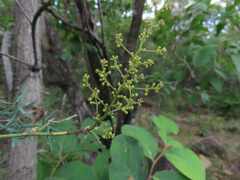 Asparagus aggregatus