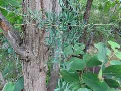 Asparagus aggregatus