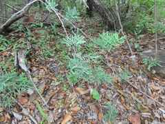 Asparagus aggregatus