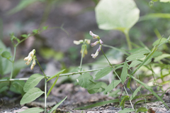 Vicia dumetorum