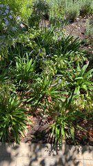 Agapanthus praecox