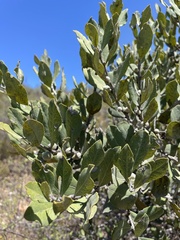 Euclea tomentosa