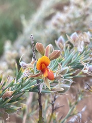 Jacksonia furcellata