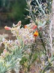 Jacksonia furcellata