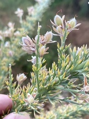 Jacksonia furcellata