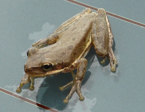 Squirrel Tree Frog photographed in Mississippi