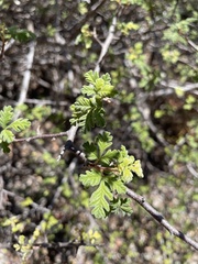 Searsia dissecta