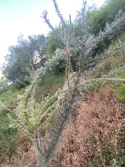 Jacksonia furcellata