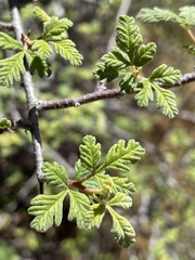 Searsia dissecta