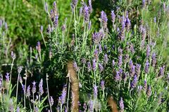 Lavandula dentata