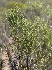 Dicerothamnus