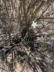 Convolvulus