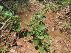 Pentarrhinum insipidum