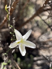 Convolvulus