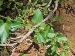 Pentarrhinum insipidum