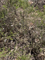 Drosanthemum calycinum