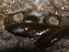 Cauloramphus spiniferum