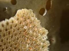 Cauloramphus spiniferum